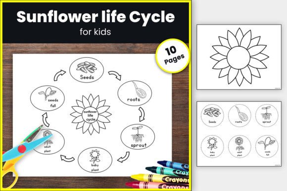 3D Life Cycle Sunflower Craft Perfect for Spring